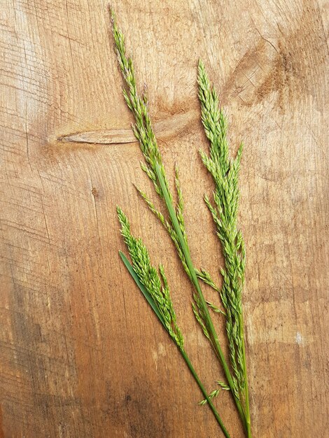 Directement au-dessus du plan de la plante sur la table