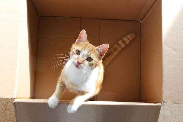 Directement au-dessus du portrait d'un chat dans une boîte en carton
