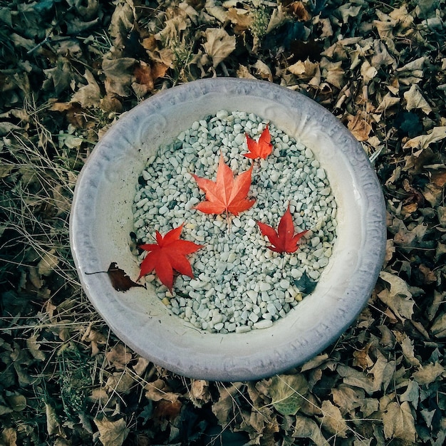 Photo directement au-dessus du tir de feuilles