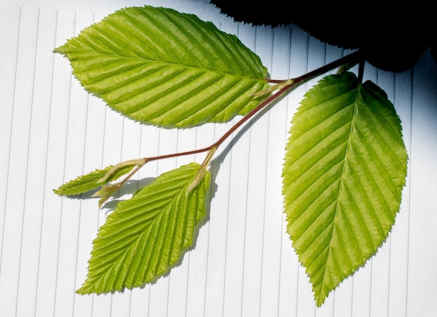 Photo directement au-dessus des feuilles de la plante