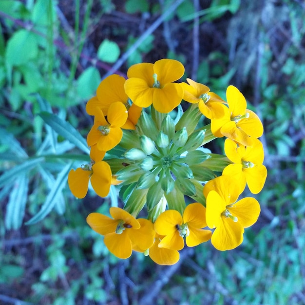 Photo directement au-dessus des fleurs blanches