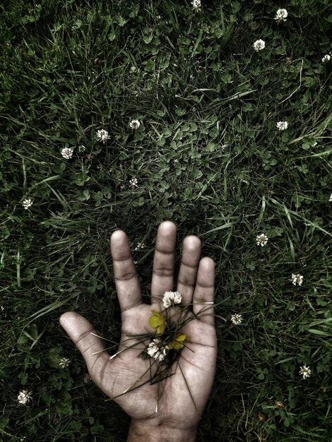 Photo directement au-dessus de l'herbe sur la paume de la main