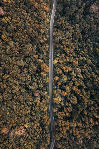 Photo directement au-dessus de la route au milieu des arbres