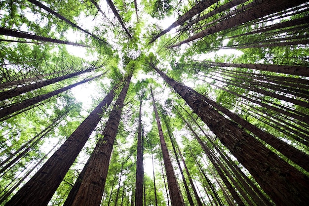 Directement en dessous vue des arbres dans la forêt