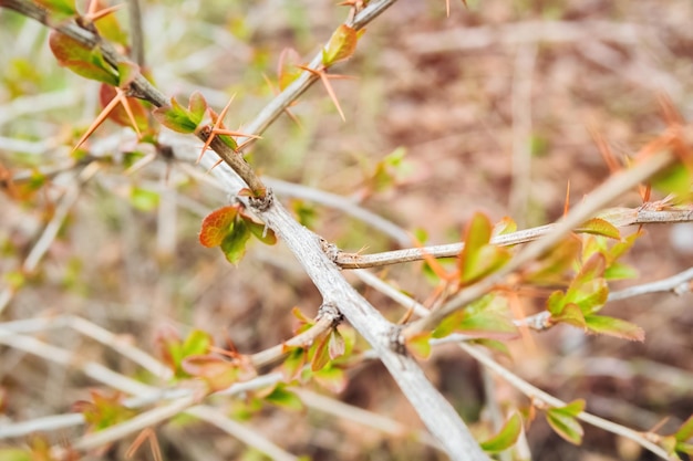 Direction générale de l'épine-vinette au début du printemps