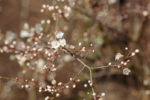 Direction générale de la floraison avec des fleurs de mirabelle