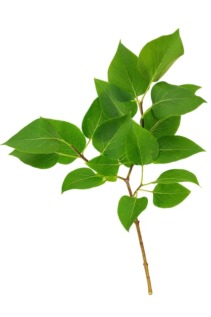 Direction générale de lilas avec des feuilles isolé sur fond blanc