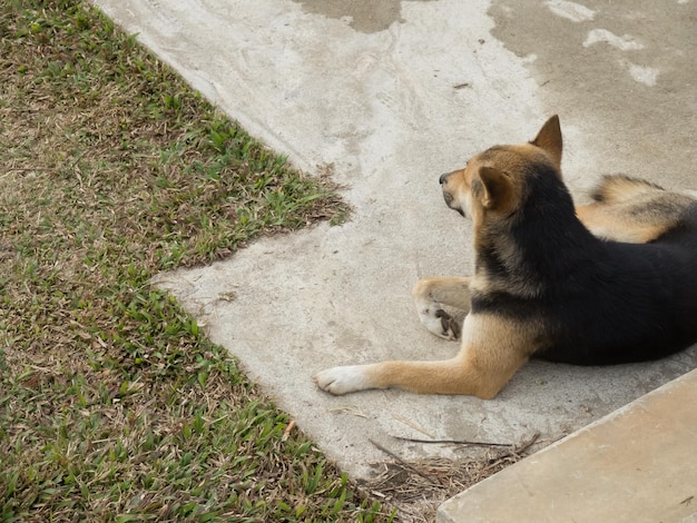 Dirty Dog dans le processus de décharge à ciel ouvert d'élimination des déchets municipaux. avoir l'air solitaire