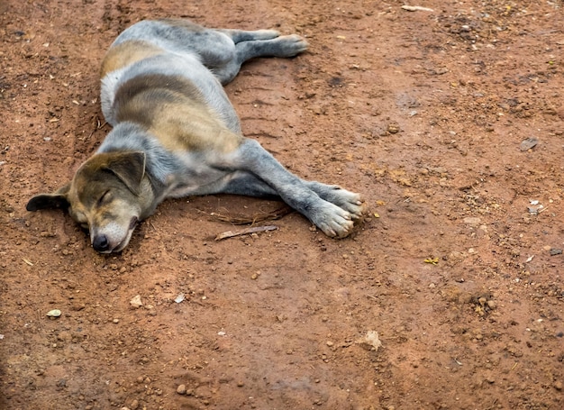 Photo dirty dog dans le processus de décharge à ciel ouvert d'élimination des déchets municipaux ressemble à un solitaire