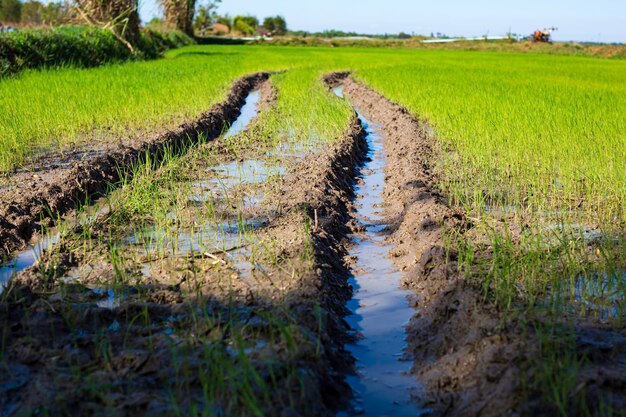 Disparition des traces de voitures dans la boue sur un champ agricole.