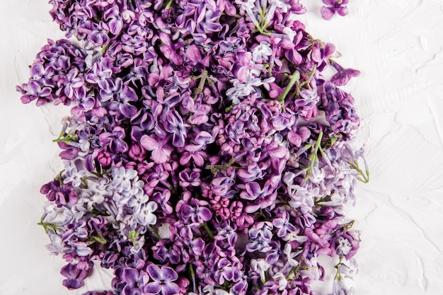 Dispersion de fleurs lilas isolé sur blanc. Vue de dessus