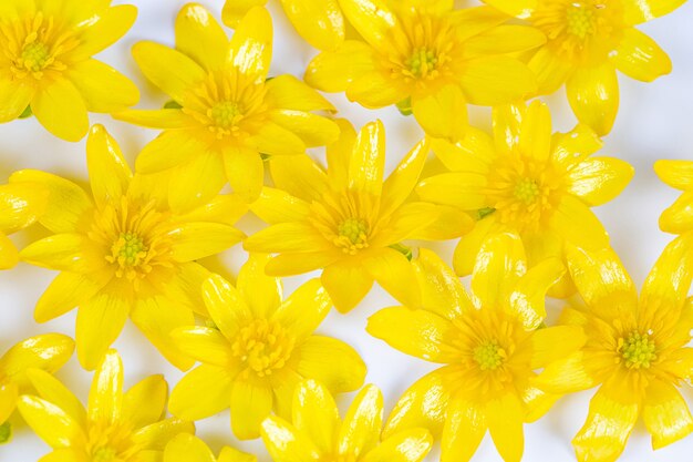 Une dispersion de fleurs de printemps jaunes sur fond blanc
