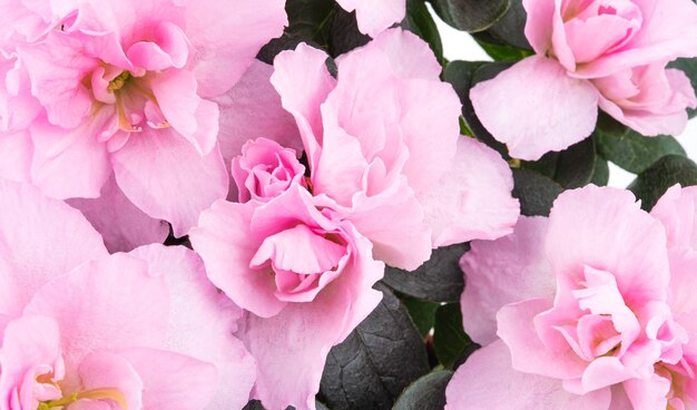 Disposition de belles fleurs de printemps pastel rose. Concept de célébration. Macro et photo en gros plan