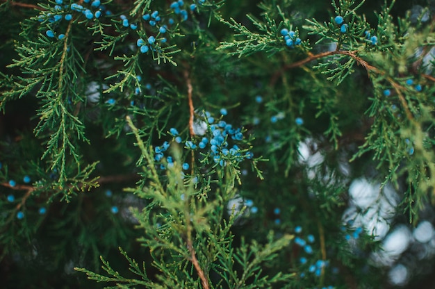 Disposition créative des branches de genévrier bleu avec des baies. Plante ornementale de conifères à feuilles persistantes pour le jardin. Modèle de conception pour les vacances de Noël.