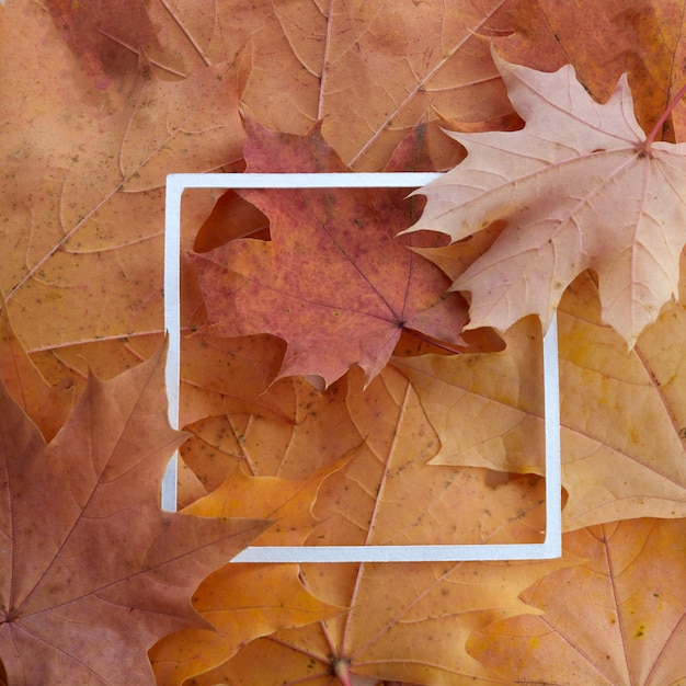 Disposition créative faite de feuilles colorées d'automne et d'un cadre en papier blanc. Mise à plat.