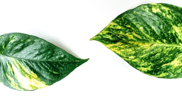 Disposition créative faite de feuilles tropicales Epipremnum aureum sur fond blanc