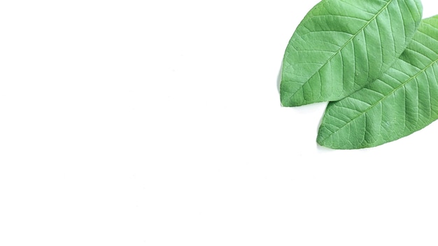 Disposition créative faite de feuilles tropicales sur fond blanc Concept d'été minimal avec espace de copie