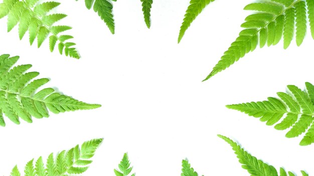 Disposition créative faite de feuilles tropicales sur fond blanc Concept d'été minimal avec espace de copie