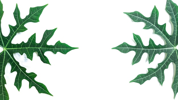 Disposition créative faite de feuilles tropicales sur fond blanc Concept minimaliste avec espace de copie gratuit