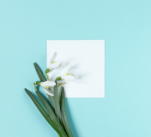 Disposition créative avec des fleurs de perce-neige et du papier blanc pour l'espace de copie sur fond bleu