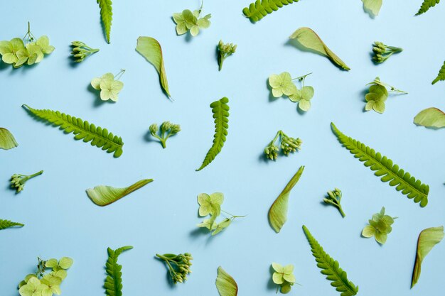 Disposition du motif de plantes vertes sur un été sur bleu