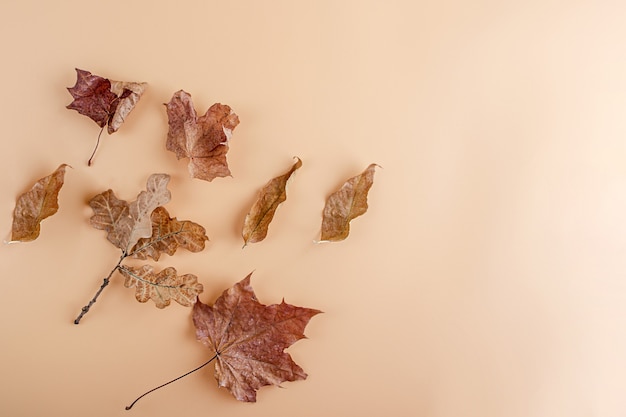 Disposition des feuilles et des fleurs d'automne