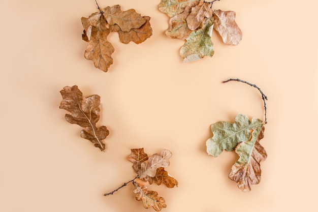 Disposition des feuilles et des fleurs d'automne