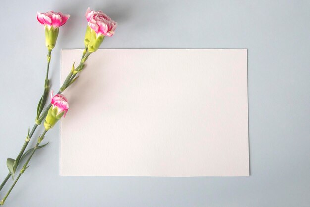 Disposition minimaliste d'une carte vierge blanche ou d'une carte avec des œillets roses comme cadre sur un bleu