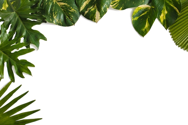 Disposition de la nature créative faite de feuilles tropicales isolé sur blanc avec espace copie