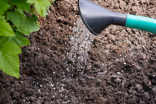 Dissoudre l'engrais granulé dans le sol avec de l'eau