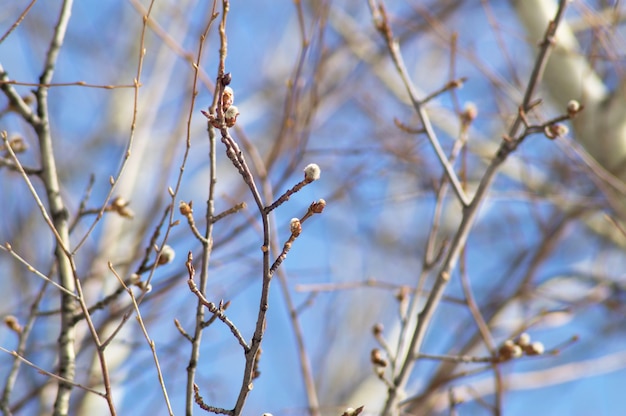 Dissoudre le saule contre le ciel bleu