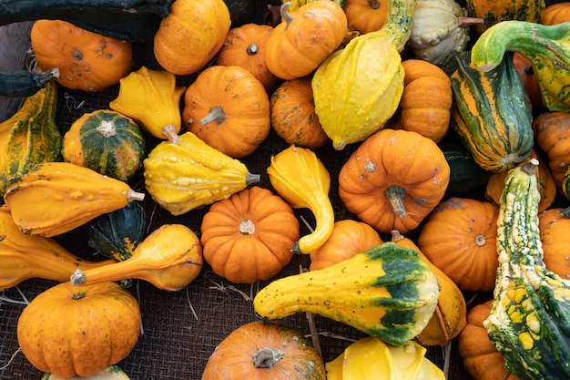 Divers assortiment de citrouilles Récolte d'automne