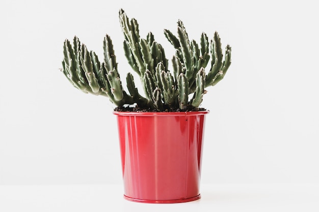 Divers cactus et plantes succulentes en pots