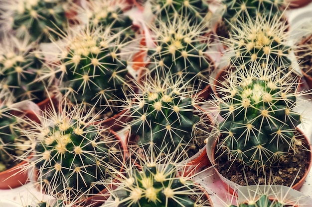 Divers cactus tropicaux. divers cactus sur l'étagère du magasin. Petits cactus décoratifs dans de petits pots de différents types.