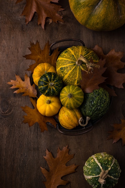 Divers concept d'automne de citrouilles décoratives