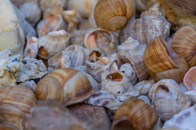 Divers coquillages sur la plage