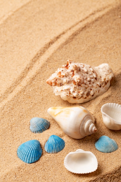 Photo divers objets et coquillages de la plage sur le sable