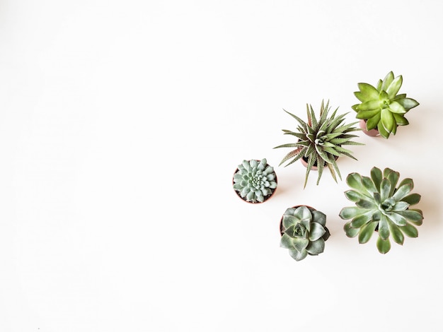 Divers petits succulents en pots sur blanc