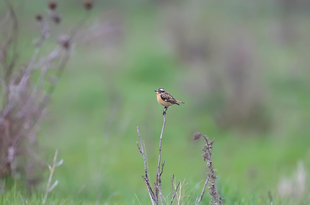 Photo divers portraits de whinchat saxicola rubetra