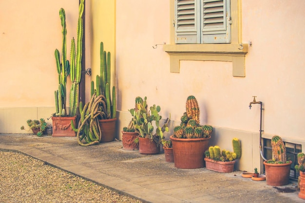 Divers pots de cactus le long du mur sur la maison, décoration extérieure italienne traditionnelle, Florence