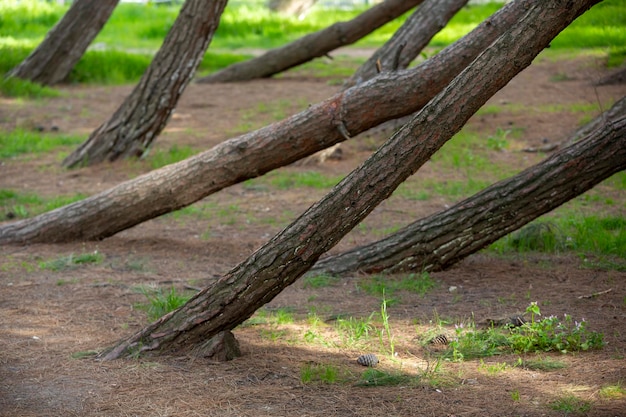 Divers troncs d'arbres