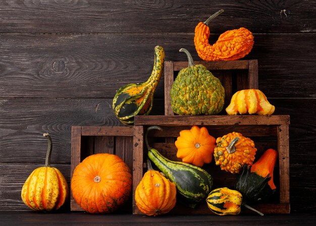 Diverses courges et citrouilles colorées