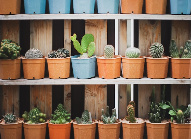 Photo diverses espèces de cactus en pot de fleurs sur étagère avec processus de style vintage