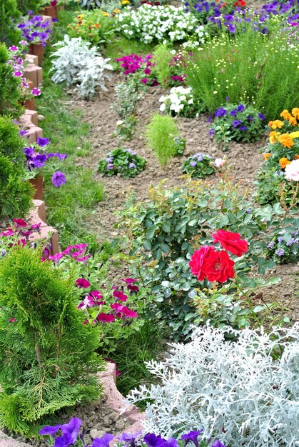 Diverses fleurs décoratives de couleur rouge roses violettes violettes et pétunias roses dans le jardin