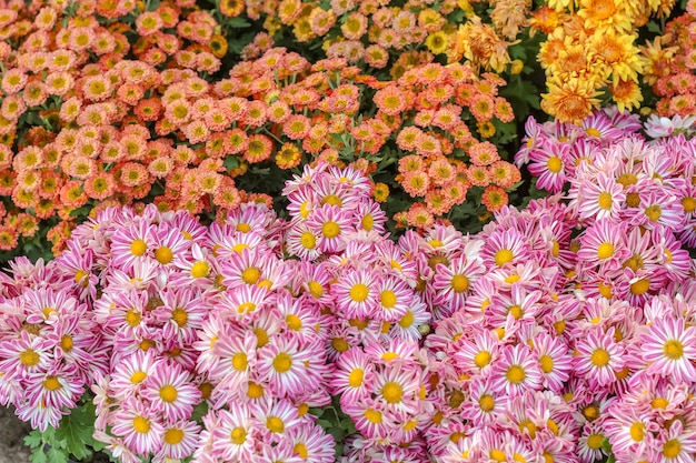 Diverses fleurs fantaisie colorées, gypso, fleur de benjama