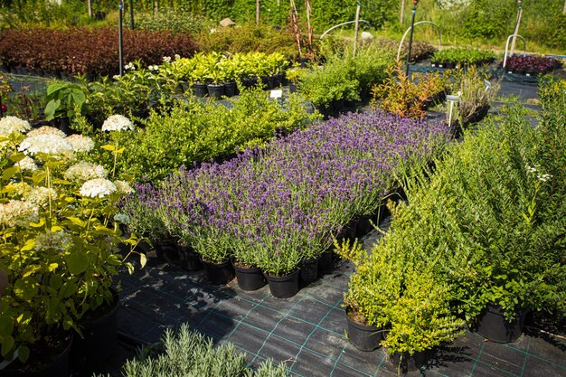 Diverses fleurs et plantes à l'extérieur à la pépinière Grande variété de plantes de jardin cultivées pour la vente Hortensia en fleurs blanches et grande quantité de pots de lavande à la ferme