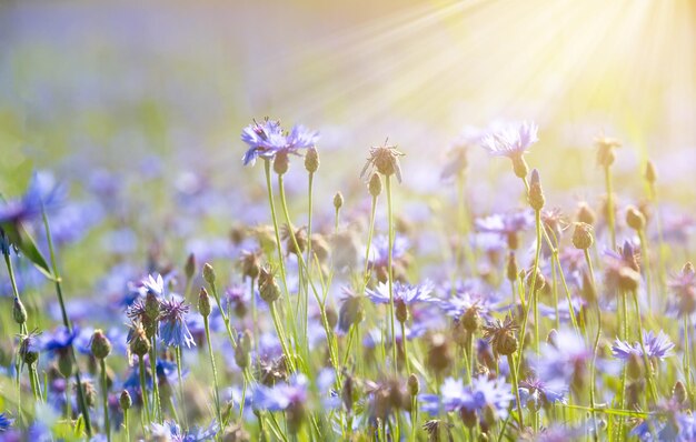 Diverses fleurs sauvages dans un beau champ d'été éclairé par le soleil