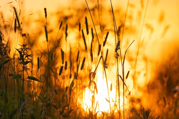 diverses herbes et fleurs des champs sur fond de soleil couchant