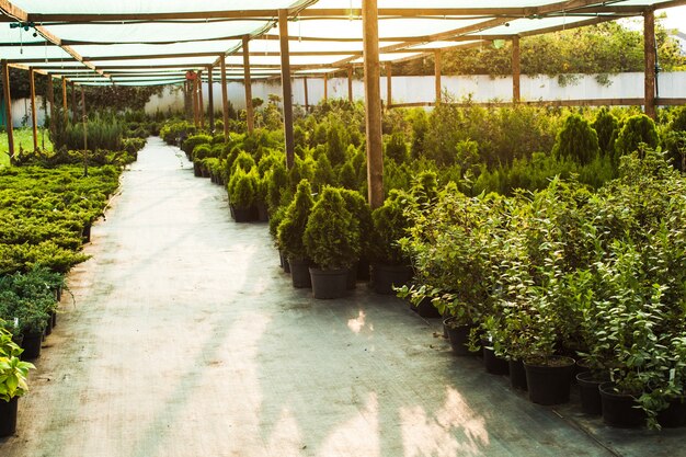 Diverses plantes et arbustes à feuilles persistantes pour l'aménagement paysager et la verdure extérieure