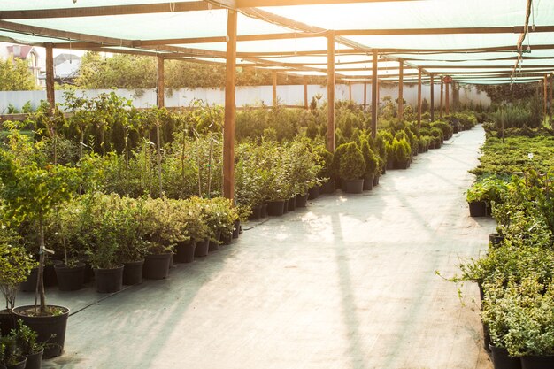 Diverses plantes et arbustes à feuilles persistantes pour l'aménagement paysager et la verdure extérieure